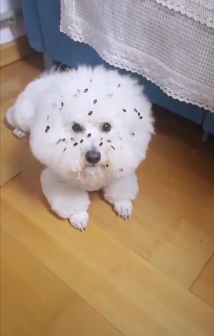 傻狗专用表情吃瓜,欢乐无限