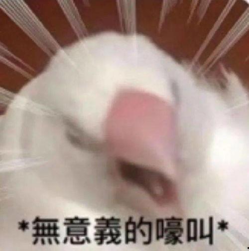 吃瓜谐音梗,揭秘吃瓜群众的狂欢盛宴