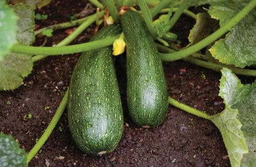 适合秋天吃的瓜,秋季养生瓜果精选指南