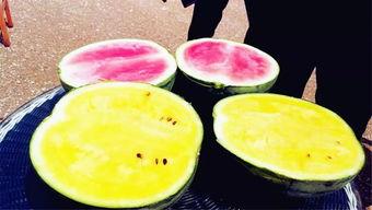 大月亮吃瓜图片,一场视觉与味蕾的双重盛宴