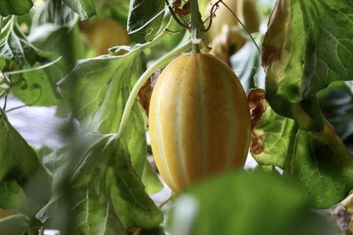 快乐吃瓜460,揭秘娱乐圈幕后故事