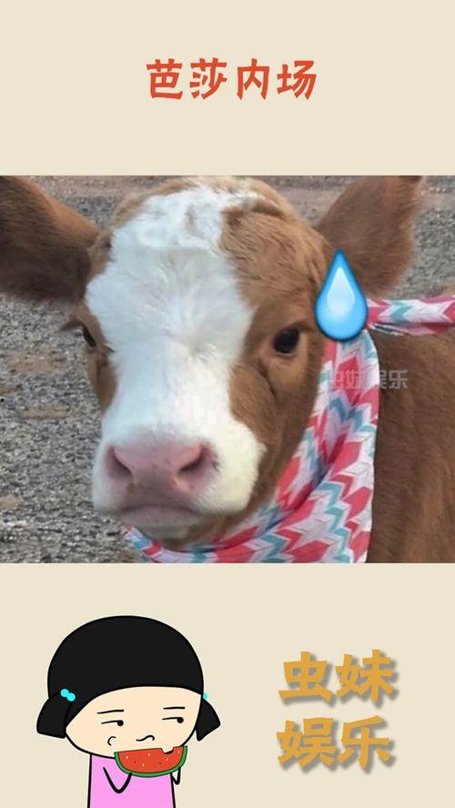 抖音吃瓜星怒,揭秘网络舆论背后的真相