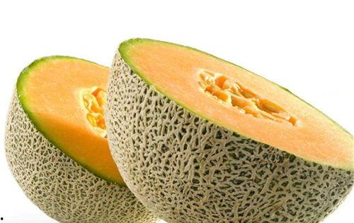 吃白鸽可以吃哈密瓜吗,探寻白鸽与哈密瓜的完美邂逅