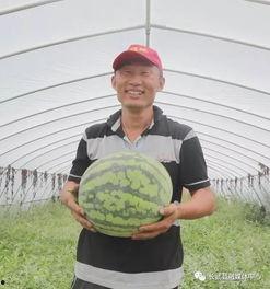 高寺吃瓜,揭秘吃瓜群众的狂欢盛宴