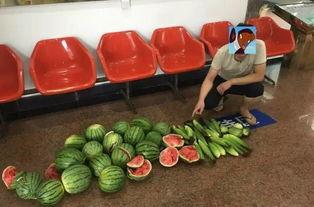 偷项链吃瓜,一场意外的“瓜田”风波