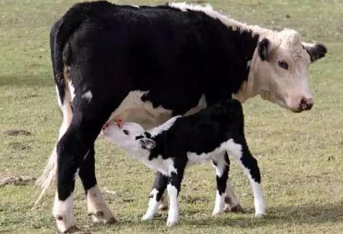 吃瓜的小牛犊,揭秘农村生活趣味瞬间