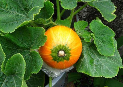 哺乳期可以吃绞瓜吗,绞瓜