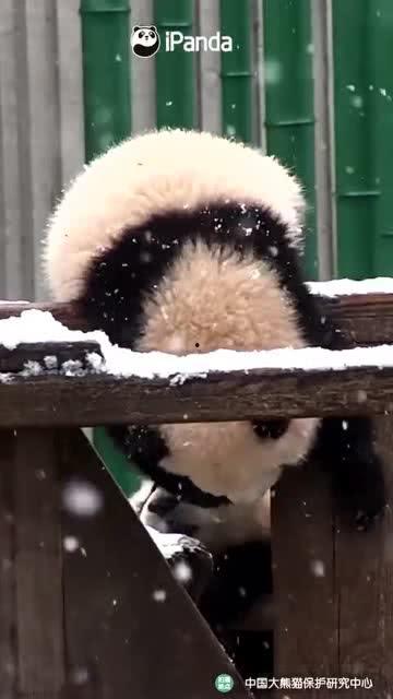 吃瓜小熊巴基斯坦